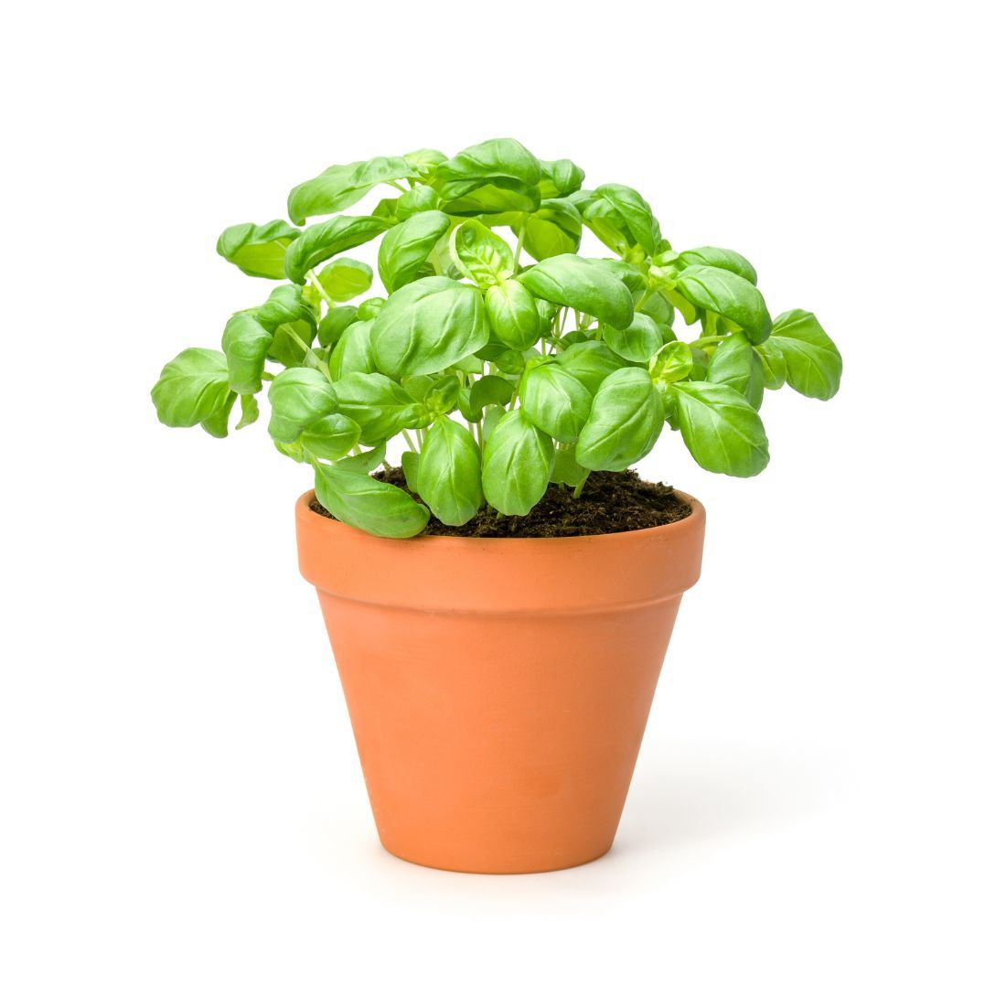 Basil Pot. Size: 1 piece UAE 🇦🇪